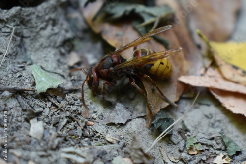 VESPE MACRO  IN NATURA ,BACKGRAUND,