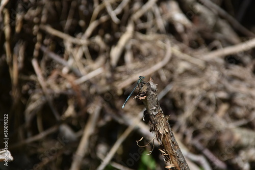 LIBELULLAIN PRIMO PIANO, MACRO ,BACGROUND,NATURA