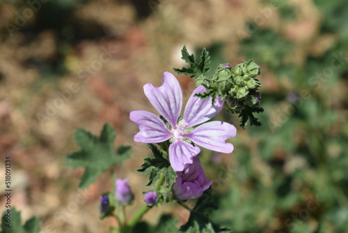 FIORE LILLA ,ESTATE,NATURA,PIANTA