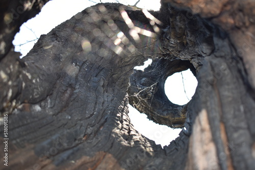 CORTECCIA ALBERO STILIZATO ,BACGROUND ,NATURA