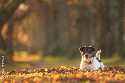 Proud small Jack Russell Terrier dog is lying on leaves and posing in autumn.