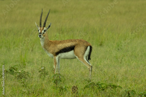 Thomson Gazella in Masai Mara Game Reserve of Kenya