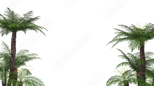 Tropical plant foreground on a white background
