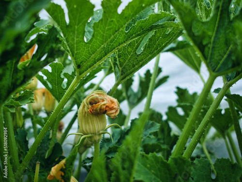 ripening squash shoot in the garden