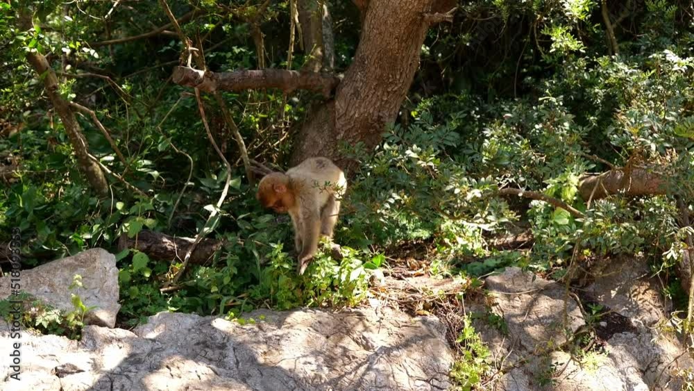 Macaque Monkey Jumping From Ground And Climbing Tree Branches In Gibraltar Macaque Monkey Jumping From Ground And Climbing Tree Branches In Gibraltar