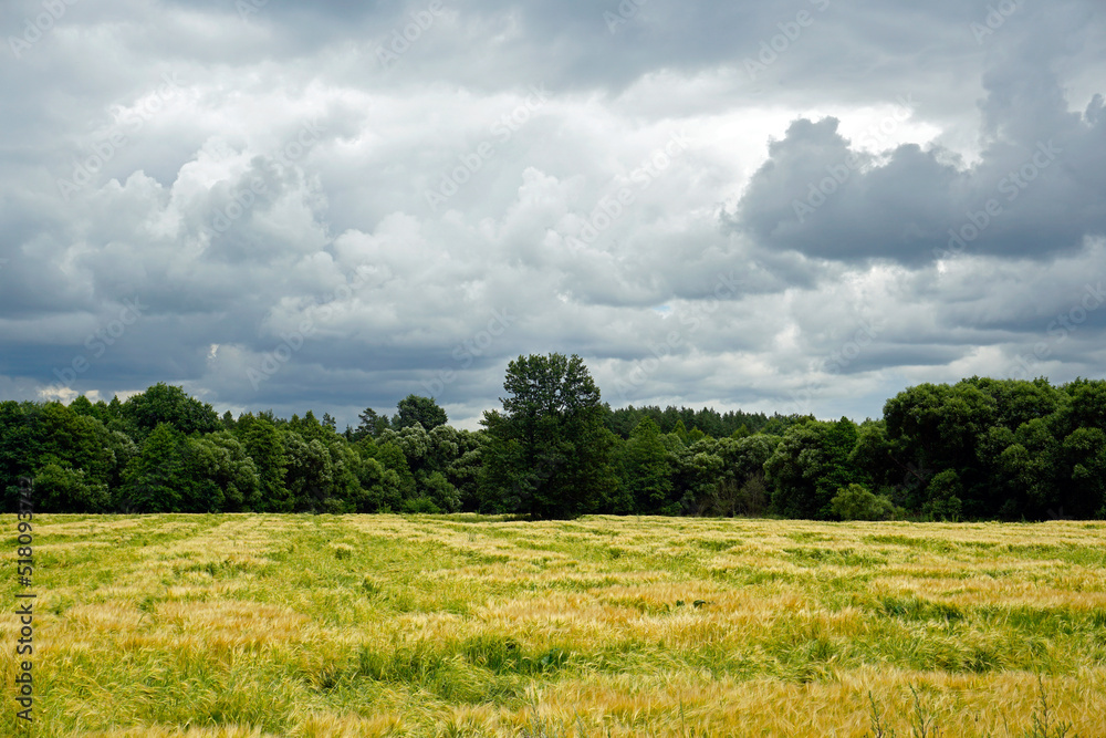 Rural landscape. Cereal field in front of the forest of Nalibokskaya Pushcha. Mid summer. Noon.