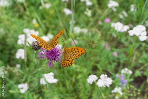 Two butterflies Niobe fritillary in a meadow on a sunny day. Lat. Fabriciana niobe. Shallow depth of field. photo