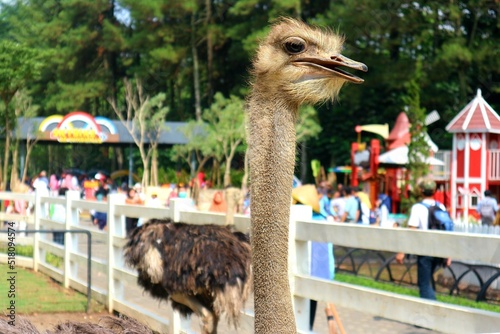 Ostrich in cimory dairyland photo