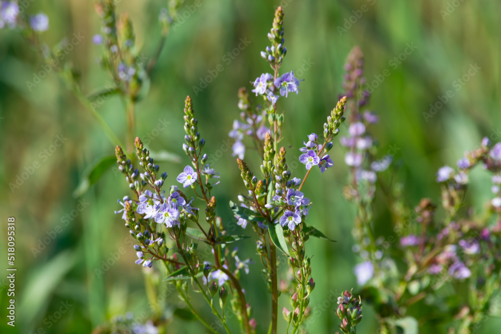 Austrian Speedwell. Grows near the banks of the Karatal River. Summer. Kazakhstan, Zhetysu region. Austrian Speedwell. Grows near the banks of the Karatal River. Summer. Kazakhstan, Zhetysu region.