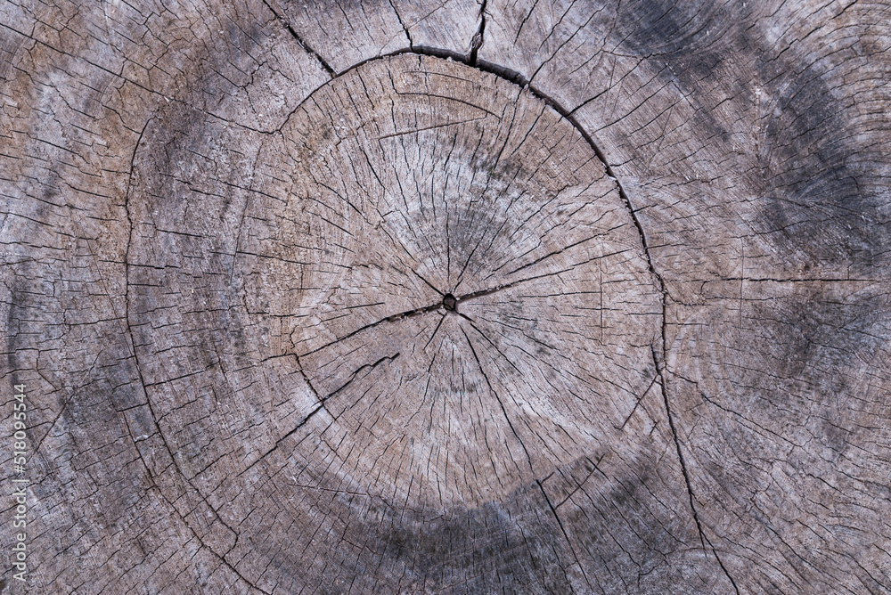 Fototapeta premium cracked wood board timber,Wooden wall background or texture