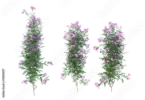 Ivy flowers on a white background.