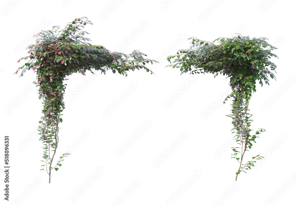 Fototapeta premium Ivy flowers on a white background.