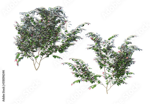 Ivy flowers on a white background. © jomphon