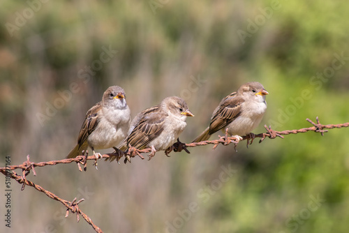 Three small sparrows sit on a barbed rusty wire on a sunny day. Blurred background.