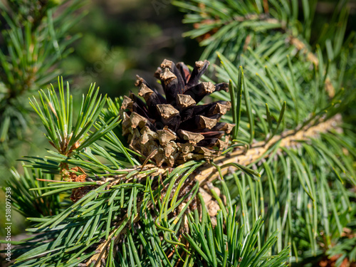 close-up shot of a pine cone on a branch