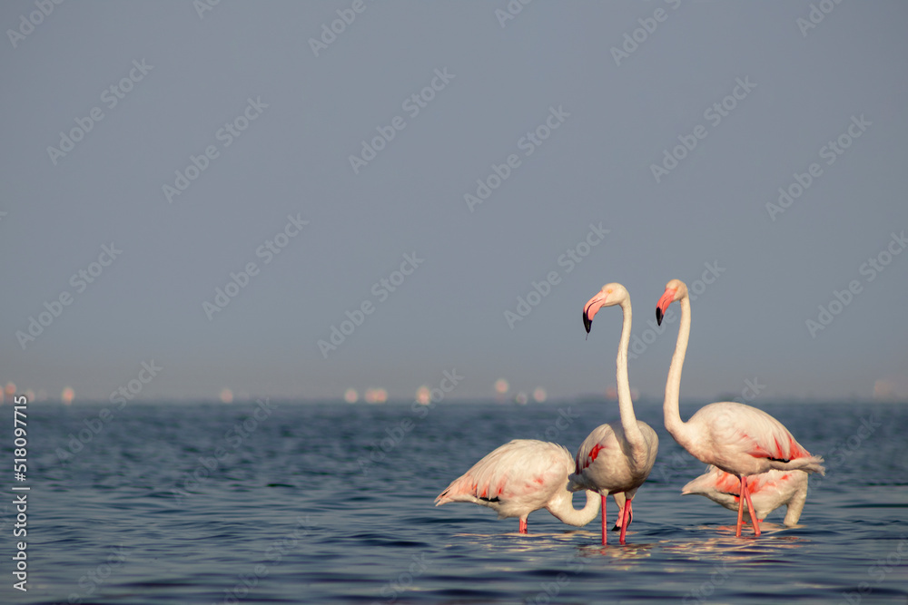 Fototapeta premium Wild african birds. Group birds of pink african flamingos walking around the blue lagoon on a sunny day