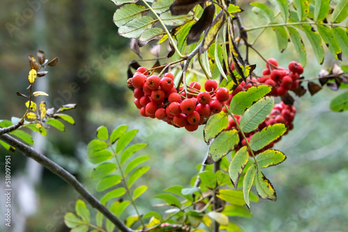 Rowan red berries photo