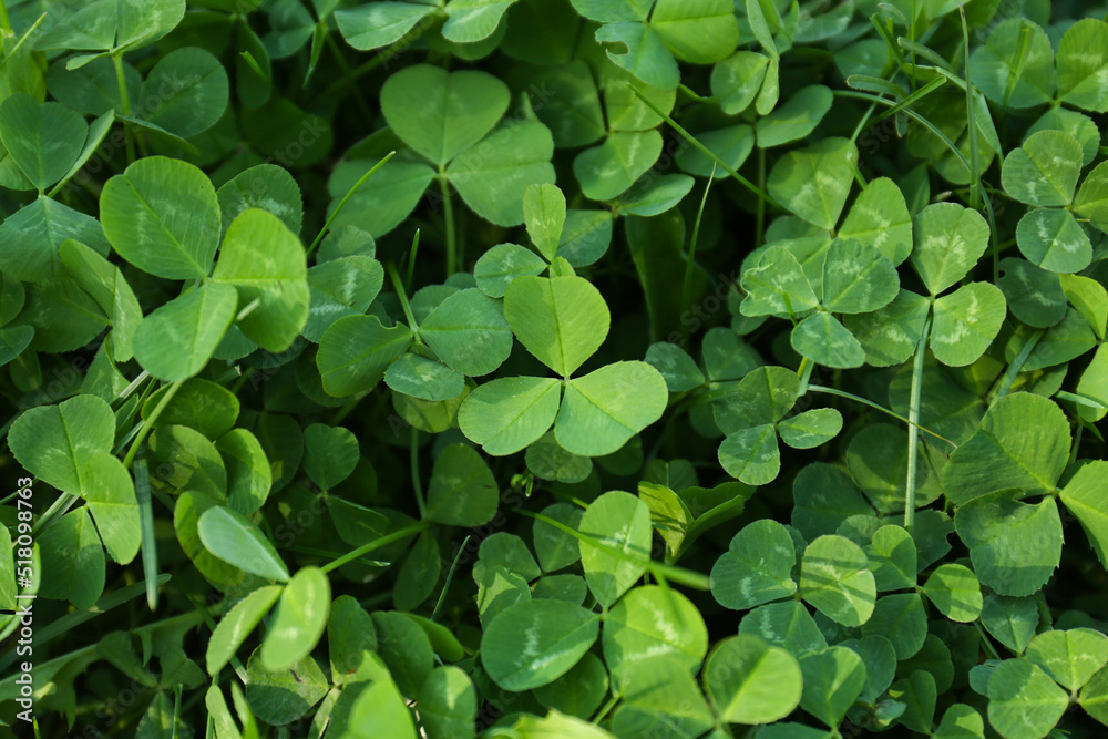 Top view of beautiful green clover leaves Top view of beautiful green clover leaves