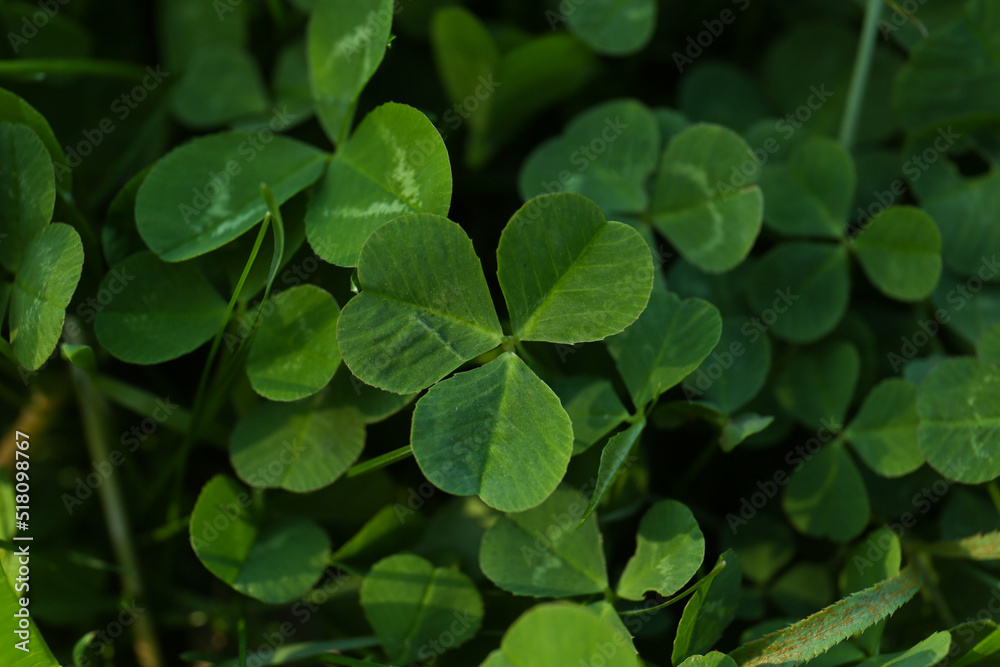 Closeup view of beautiful green clover leaves Closeup view of beautiful green clover leaves