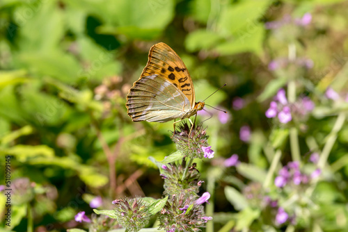 The butterfly (Argynnis paphia) close-up