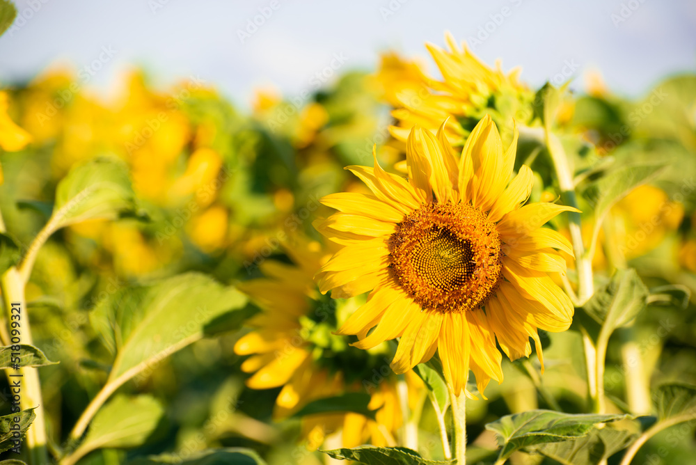 Fototapeta premium Blossom of sunflowers, field of sunflowers in the afternoon,producing of oil,seeds