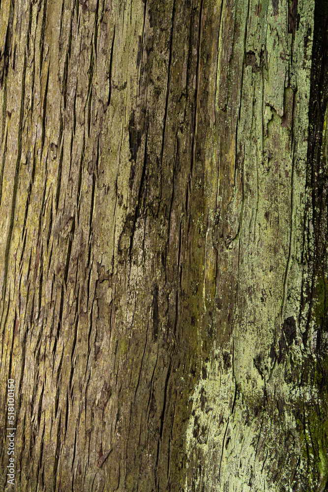 木の幹の背景素材