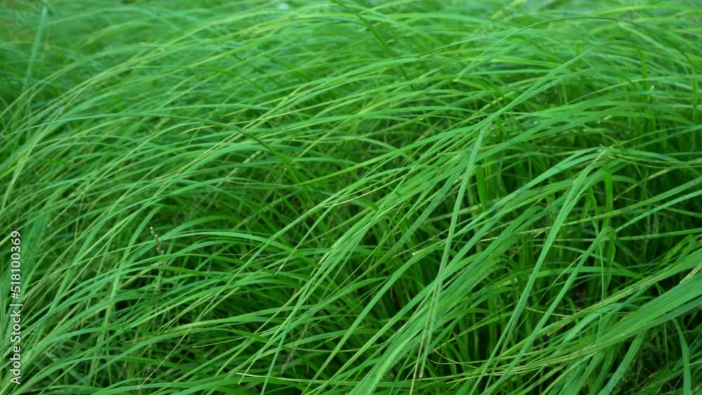 Long grass flutters in the wind. Tall grass in the field. Natural green background. Long grass flutters in the wind. Tall grass in the field. Natural green background.