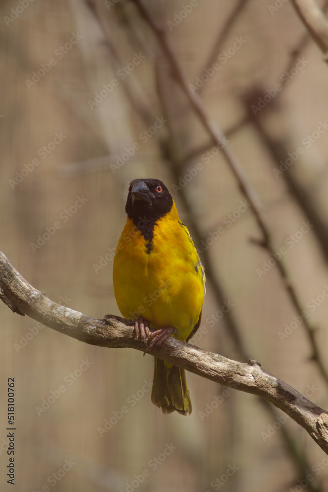 Male Village Weaver (Ploceus cucullatus) with ruffled feathers. High quality photo Male Village Weaver (Ploceus cucullatus) with ruffled feathers. High quality photo