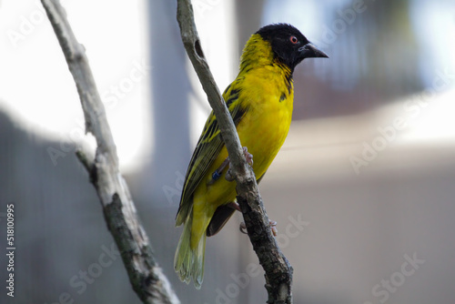 Male Village Weaver (Ploceus cucullatus) with ruffled feathers. High quality photo photo