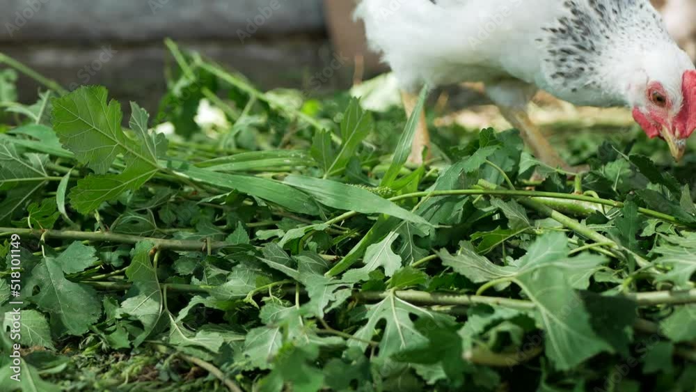 Chickens in a Coop Chickens in a Coop