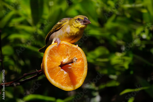 Village Weaver (Ploceus cucullatus) is sitting on an orange photo