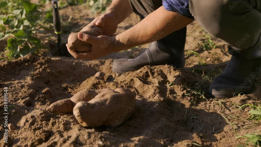 man farmer harvesting ripe sweet potatoes man farmer harvesting ripe sweet potatoes