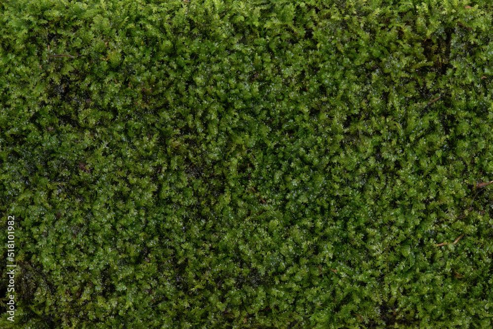 Texture and surface with moss trees background.top view. Texture and surface with moss trees background.top view.