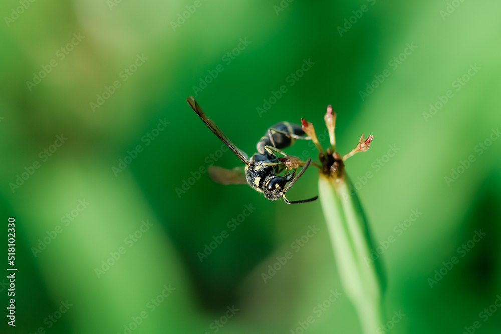 Wasps perched on the tips of weeds (Eumeninae) are solitary insects that feed on wild coriander Wasps perched on the tips of weeds (Eumeninae) are solitary insects that feed on wild coriander