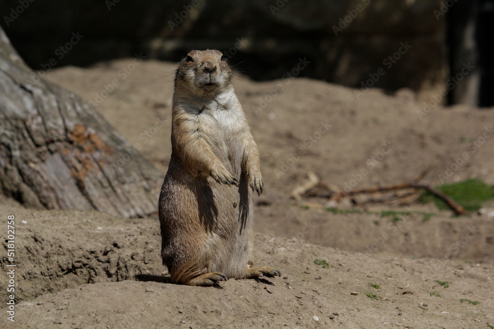 Fototapeta premium Black-tailed prairie dog. Cynomys ludovicianus is standing up