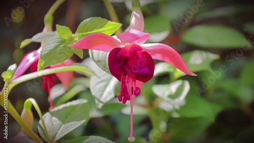 Fuchsia magellanica, commonly known as the hummingbird fuchsia or hardy fuchsia, is a species of flowering plant in the evening primrose family Onagraceae, native to the lower Southern Cone of souther photo