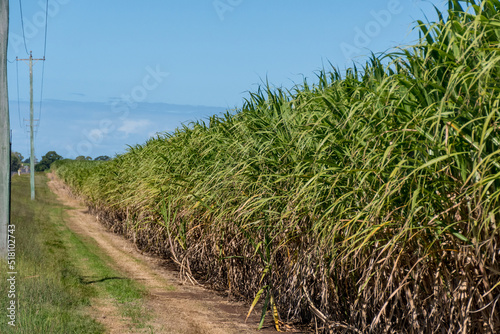 Sugarcane crops plantation farm field in Bundaberg, Australlia. Sugarcane is a raw material to produce sugar, bio fuel and ethanol.
