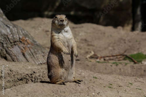 Wallpaper Mural Black-tailed prairie dog. Cynomys ludovicianus is standing up Torontodigital.ca