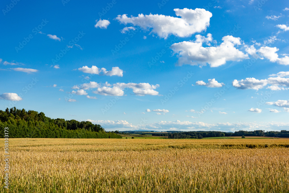 Obraz premium Wheat field on a summer day. Clear weather. Ripe harvest.