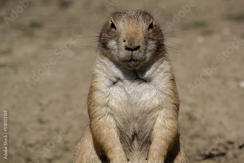 Black-tailed prairie dog. Cynomys ludovicianus is standing up photo