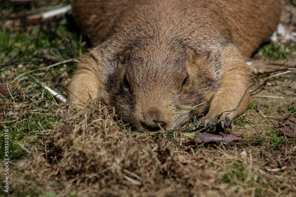 Naklejka premium Black-tailed prairie dog sleeping on the sand belly down