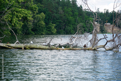 Fototapeta Naklejka Na Ścianę i Meble -  Flock of seagulls sitting on a tree, lake