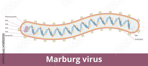 Marburg virus. Hemorrhagic fever virus of the Filoviridae family. Virion visualization includes glycoproteins, RNA, and nucleocapsid.