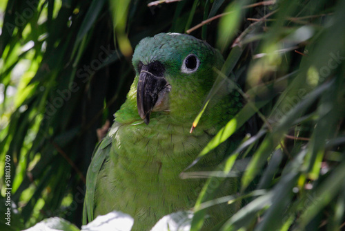 Southern mealy amazon or southern mealy parrot. Amazona farinosa. High quality photo photo