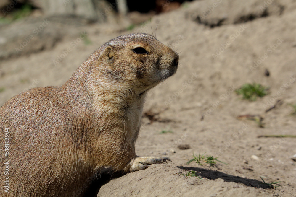 Black-tailed prairie dog. Cynomys ludovicianus is standing up Black-tailed prairie dog. Cynomys ludovicianus is standing up