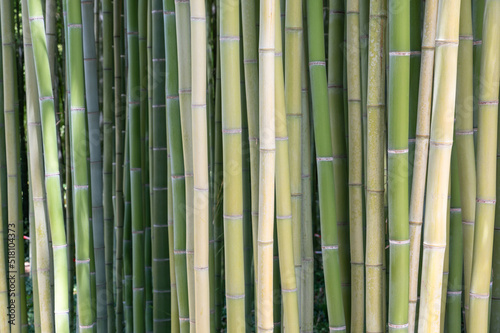 Bambouseraie  foret de bambous 