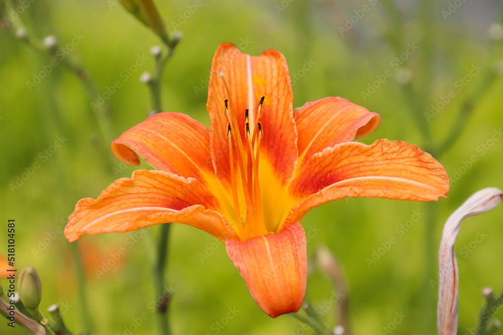 Daylily blooming in the garden against the backdrop of sunlight. Photo of nature. Daylily blooming in the garden against the backdrop of sunlight. Photo of nature.