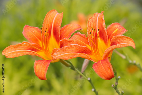 Daylily blooming in the garden against the backdrop of sunlight. Photo of nature.