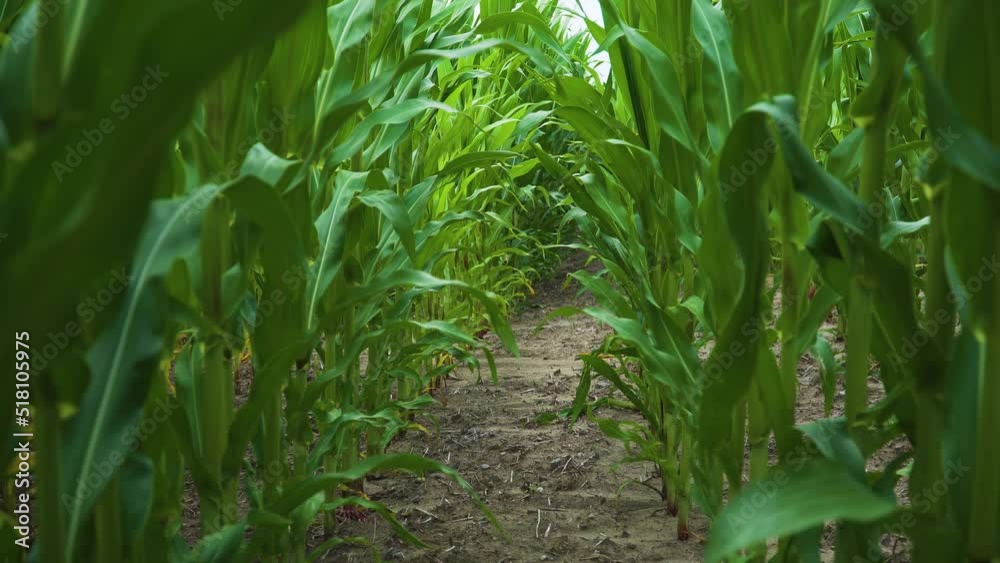 Corn maize agriculture nature field. Concept of work in agronomic farm and production organic food Corn maize agriculture nature field. Concept of work in agronomic farm and production organic food