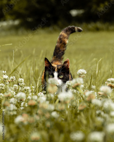 Fototapeta Naklejka Na Ścianę i Meble -  Kot na polu 